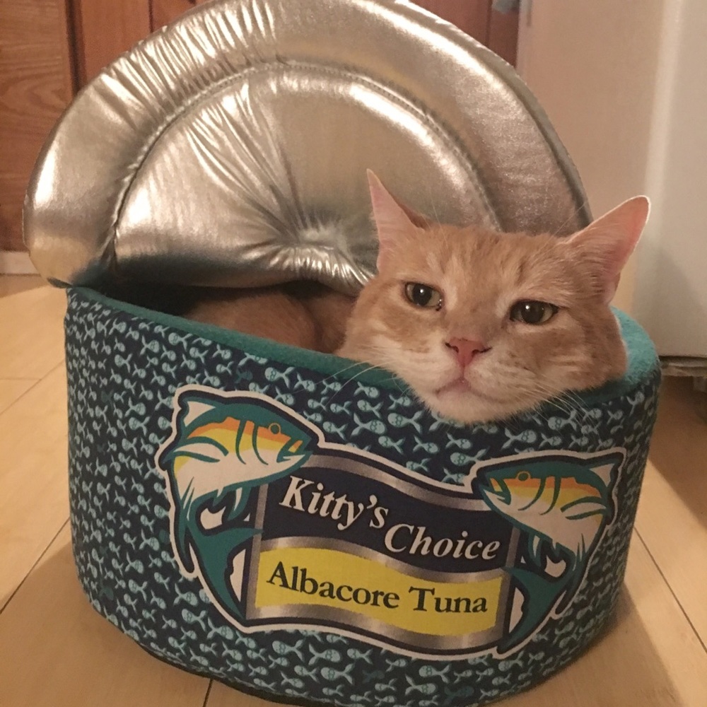 Tuna can cat bed